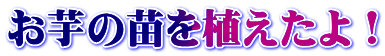 お芋の苗を植えたよ！