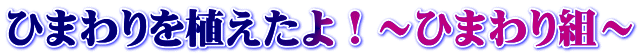 ひまわりを植えたよ！～ひまわり組～